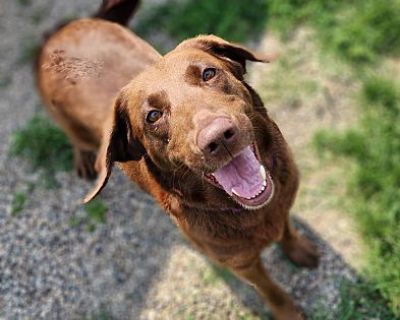 Cosmic Brownie - Labrador Retriever Female Dog for Adoption