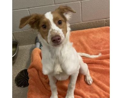 Remy - Border Collie/Mixed Breed (Medium) Mix Male Dog for Adoption