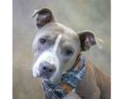 Mickey, Staffordshire Bull Terrier For Adoption In Hot Springs Village, Arkansas