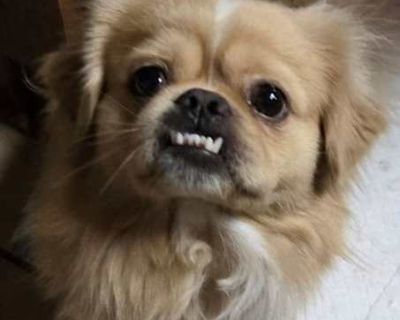 Sonic - Pekingese Male Dog for Adoption