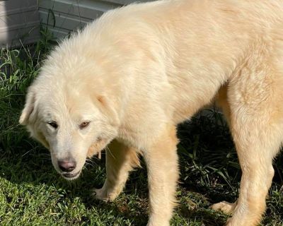 Vinnie - Great Pyrenees Male Dog for Adoption