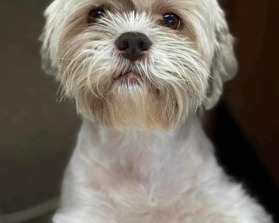 Roxy - Havanese Mix Female Dog for Adoption