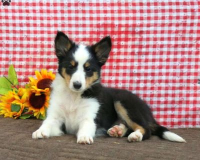 Beauty - 8 Weeks Female Sheltie Puppy for Sale
