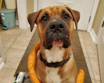 Renji - Boxer/American Bulldog Mix Male Dog for Adoption
