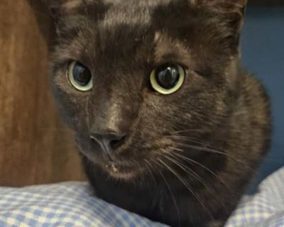 Croppy - Domestic Shorthair Male Cat for Adoption