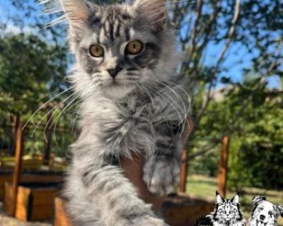 Show quality. Breeding not allowed. Registered. Kittens are given a 1 year health guarantee if contract is followed. First round of vaccine record will be provided. Our kittens are Tica registered & will receive registration paperwork once you have provided neutering information from your veterinary- shot records. I do NOT sell breeding right for our kittens. Hey all you cool cats & kittens!! W...