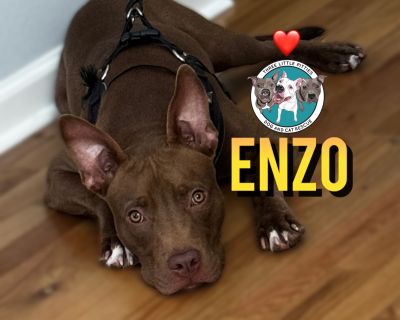 Enzo Rivas The Special Soul - Pit Bull Terrier Mix Male Dog for Adoption