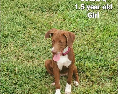 High energy, jumps really high and is fearless. But a huge %BD%A0lap dog too. Can sit right beside you while you eat and never beg. Loves to hunt. Can be alone well too. She knows basic commands: Sit, kennel, home, go