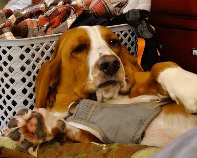 Benton basset hot sale hound