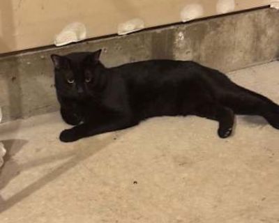 Panther - Domestic Shorthair Male Cat for Adoption