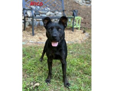 Nico - Labrador Retriever/Mixed Breed (Medium) Mix Male Puppy for Adoption