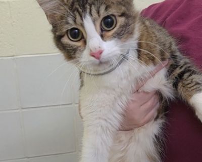 Emberly - Domestic Medium Hair & Domestic Short Hair Mix Female Cat for Adoption