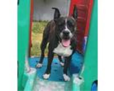 Adopt SIERRA- NEEDS A FOSTER/FOREVER HOME!!! a Boxer, Labrador Retriever