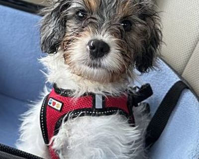 Rylee - Poodle (Miniature)/Cavalier King Charles Spaniel Mix Female Puppy for Adoption