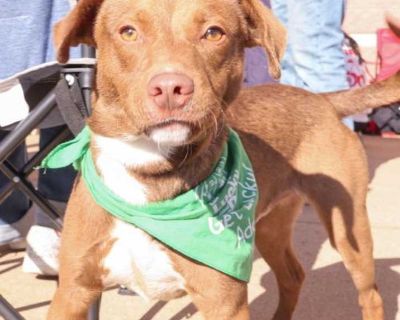 Young. Brown/chocolate. Please contact Diane Pedulla ( [email protected] ) for more information about this pet. Little cutie looking for his forever home! DAZ NEEDS A FOREVER HOME!!!! Name: Daz Best Guess for Breed: Dachshund/lab mix Best Guess for Age: 1 year as of October 2025 SEX: Male Approximate Weight: 30lbs Gets Along With: Other dogs! We haven't seen him with cats or kids but we are hap...
