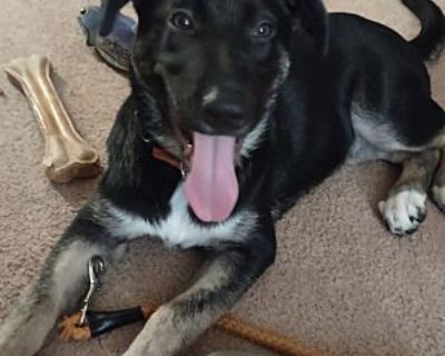 Juno - German Shepherd Dog/Australian Cattle Dog Mix Female Puppy for Adoption