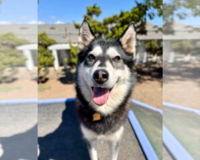 Adult * Location Seal Beach, CA, 90740 USA USA *. Dog Breed: Husky (medium coat). Who is the sweetest husky you will ever meet?? That would be our girl TESSA!! She is a 5 year old husky that wondered into a Ford dealership, after clearly only ever being an outside dog. Her ears had fly strikes on them that we treated, she was the best sport. This girl LOVES to be wherever her people are! Making...