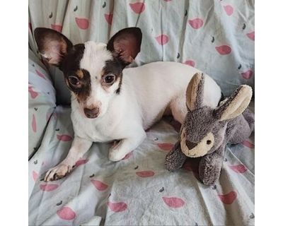 Lillian EJS - Chihuahua/Rat Terrier Mix Female Dog for Adoption