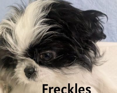 3   Female Imperial   Shih Tzus  

https://youtu.be/imQ2BNkGPtU?si=vNwBExAz421lECId

https://youtu.be/mKiQo6aWbyk?si=juyj3eejgtDUVhnv 
 
These Girls Are Our Last Shih Tzus  
Young Parents Already Placed Into Great Breeding Programs 

Dob  08/03/2025  16 Weeks Old   
 
Ready For Their New Home Today

Mother is Solid Black  9/10 lbs 
Father is White  5 /6lbs    
 
Serafina   Red Collar       4.0 ...