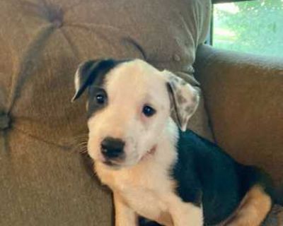 Milkyway - Cattle Dog Female Puppy for Adoption