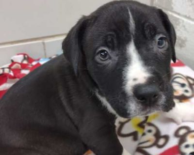 Aero - Mixed Breed (Small) Male Puppy for Adoption