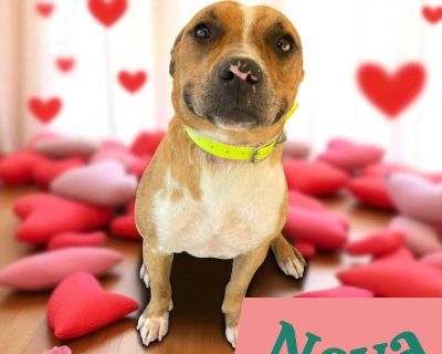 Visit www.wtfarmtn.org to submit an adoption application today! Click here to visit Nova s Facebook photo album: https://www.facebook.com/media/set/?set=a.936389055336747&type=3 All dogs are age-appropriately vetted: ? Spayed/Neutered (3+ months old) ? Vaccinated DAPPv (6+ weeks old), Bordetella (6+ weeks old) & Rabies (3+ months old) ? Microchipped ? Dewormed & Other Internal Parasite Preventi...