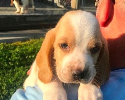 Male and female Basset Hound born on super bowl Sunday for sale
