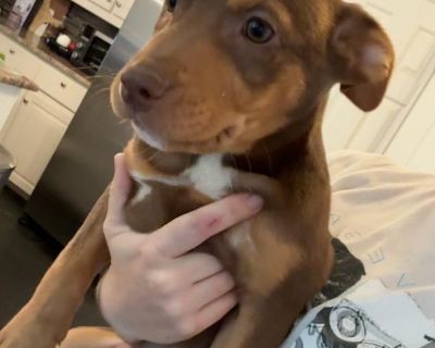 Clarice - Doberman Pinscher Mix Female Puppy for Adoption