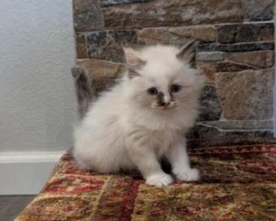 Luna - Ragdoll Female Kitten For Sale