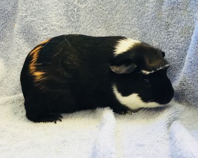 Dream Catcher - Guinea Pig Female for Adoption