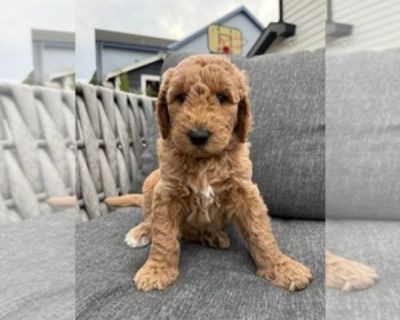 Aqua - Female Goldendoodle Puppy for Sale