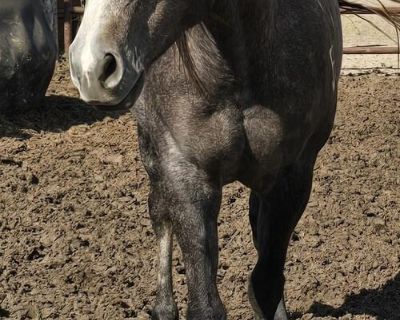 2022 Bugs Alive filly, bred to fly