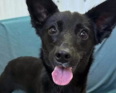 Alessia *Available Soon* - Chihuahua Mix Female Dog for Adoption