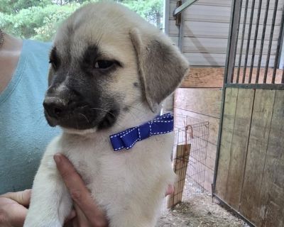 LGD Pups - Anatolian Shepherd-Great Pyrenees Mix Male Puppy for Sale