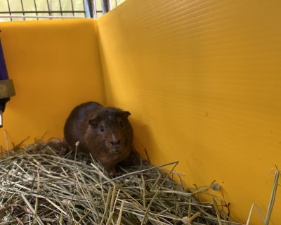 Chocolate Drop - Guinea Pig Male for Adoption