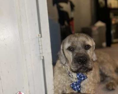 Rambo - Cockapoo/Terrier (Unknown Type, Medium) Mix Male Dog for Adoption