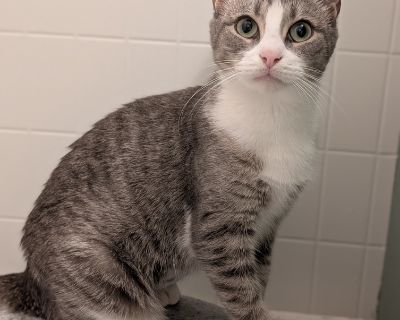 Justice - Domestic Short Hair Female Cat for Adoption