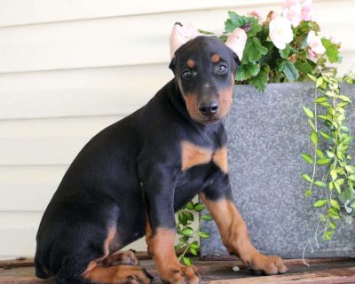 Barbara - 8 Weeks Female Doberman Pinscher Puppy for Sale