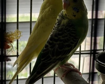 Parakeets