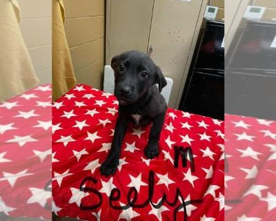 Seeley (Lila's Litter) - American Pit Bull Terrier-German Shepherd Dog Mix Male Puppy for Adoption