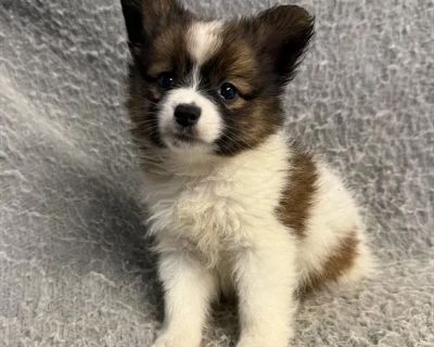 Amina - Female Papillon Puppy for Sale