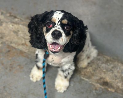 Characteristics Friendly, Funny, Affectionate Health Vaccinations up to date, spayed / neutered.. Adult Female Medium Tricolor (Brown, Black, & White)