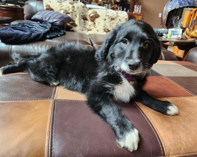 Portuguese water dog puppies
