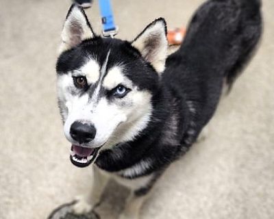 EXTREMELY URGENT! Barney - Husky Male Dog for Adoption