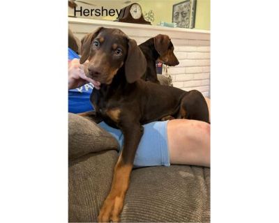 HERSHEY - Doberman Pinscher Female Puppy for Adoption