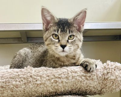 Lizzie - Domestic Short Hair Female Cat for Adoption