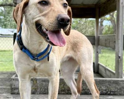 Dixie - Labrador Retriever/Coonhound Mix Female Dog for Adoption