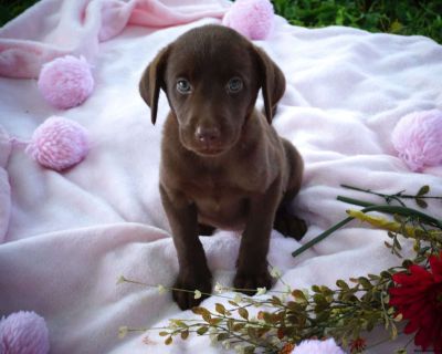 Sabrina - 8 Weeks Female Chocolate Labrador Retriever Puppy for Sale
