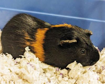 FRICK - Guinea Pig Male for Adoption