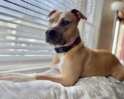 Agatha - American Pit Bull Terrier/American Pit Bull Terrier Mix Female Puppy for Adoption